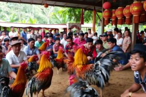 Judi Sabung Ayam Terpercaya